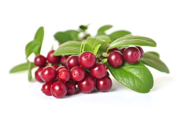 Cowberry