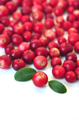 Cowberry