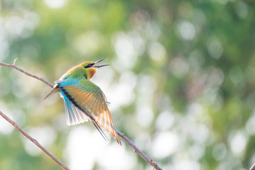 bee-eater bird