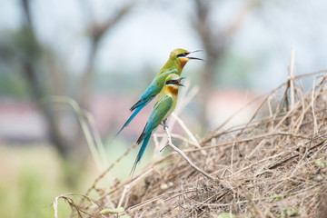 bee-eater bird