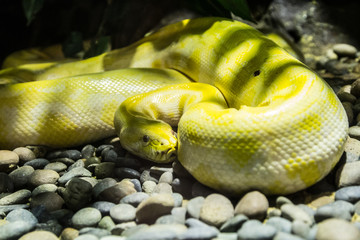 boa constrictor