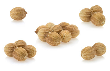 coriander on white background