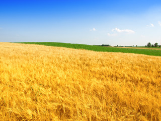 wheat field