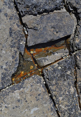 Fototapeta premium Rocks, seaweed and seashells under water