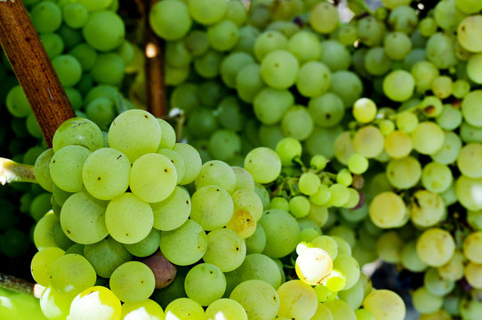 grapes on a vine