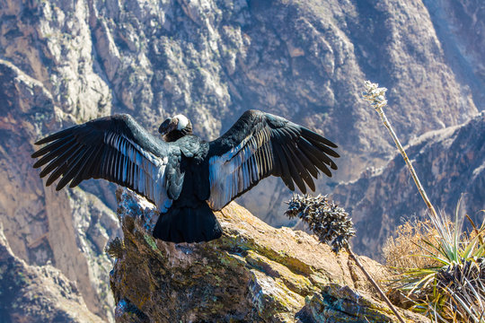 Condor at Colca canyon  sitting,Peru,South America.
