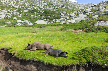 cochon sauvage