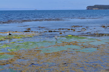 Beautiful blue ocean seascape. Australia, Tasmania