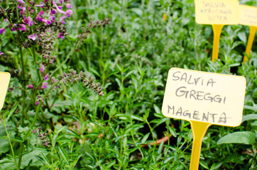 Salvia plant for sale with price tag in a local fair