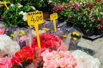 Begonia plants for sale with price tag in a street market