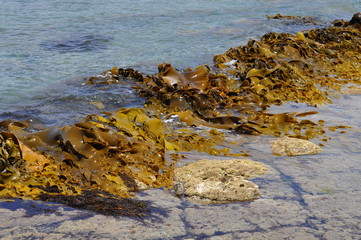 The Tessellated Pavement, natural phenomenon in Tasmania.