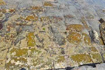 The Tessellated Pavement, natural phenomenon in Tasmania.