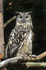 Owl on a dark background