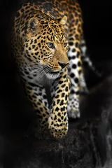 Deurstickers Amur Leopard © kyslynskyy