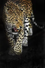 Foto op Canvas Amur Leopard © kyslynskyy