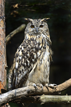 Owl on a dark background
