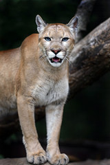 Portrait Cougars