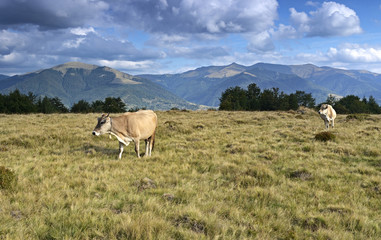 Carpathian cow