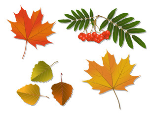 Set of autumn leaves