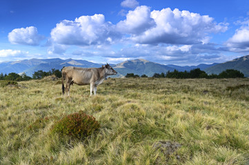 Carpathian cow