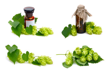 Hop plant and pharmaceutical bottles.