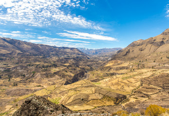 Fototapeta na wymiar Colca Canyon, Peru,South America. Incas build Farming terrace