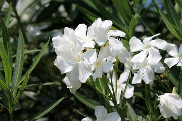 white oleander