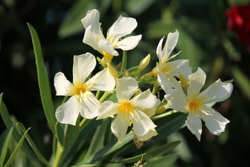 Obraz na płótnie Canvas yellow oleander