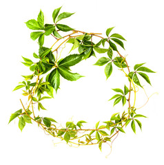 Obraz premium green branch