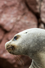 Obraz premium South American Sea lion in Ballestas Islands,Paracas.Peru