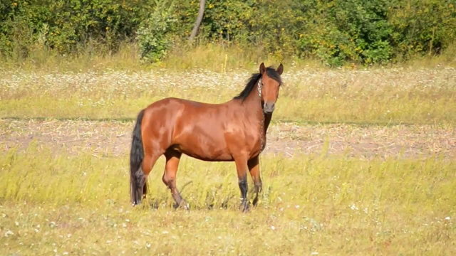 Horse in a pasture field.