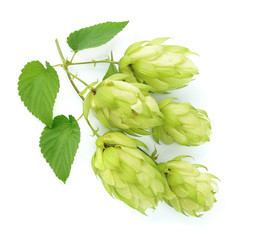 Blossoming hop