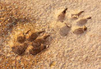 Dog footprint on the earth