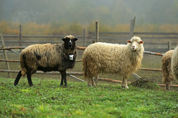 Sheep graze in a pasture in the mountains