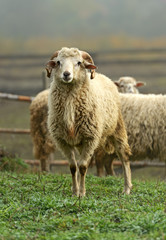 Sheep graze in a pasture in the mountains