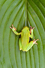 Green tree frog on a branch