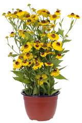 Bush of "Coreopsis" flowers in pot