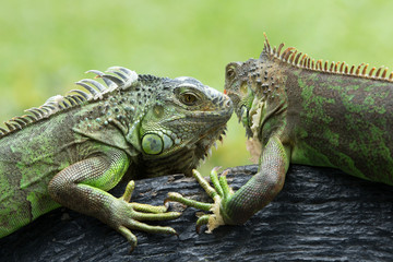 iguana