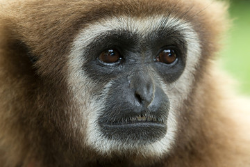 gibbon
