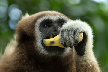 gibbon