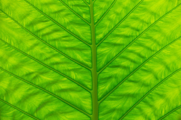 green leaf