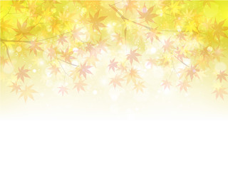 もみじ　紅葉　背景