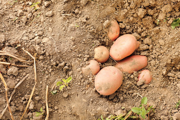 Red potatoes in soil