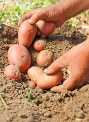 Potato harvest