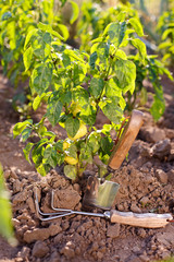 Garden tools near bell pepper plant