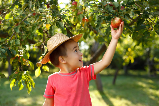 Little happy boy touching apple