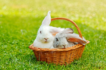 Two rabbits in basket