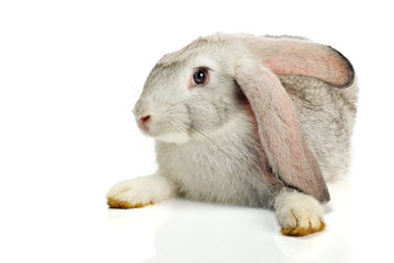 Grey rabbit on white background