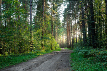 Fototapeta na wymiar Leśna droga