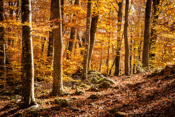 Autumn beech